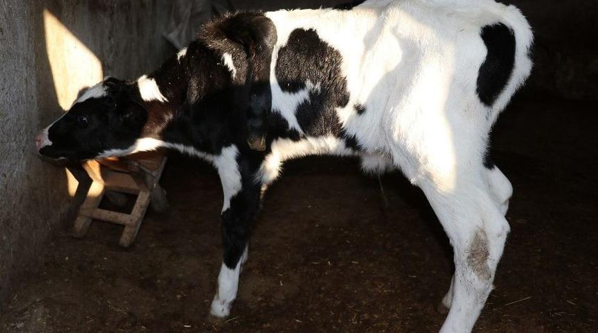 (&ouml;zel Haber) &Ccedil;ift Başlı Buzağıdan Sonra 5 Ayaklı Buzağı