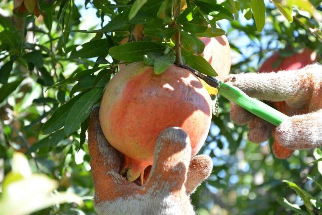 Muğla&rsquo;da Nar Hasadı Başladı