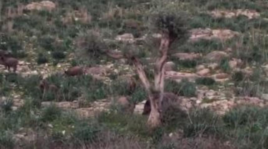 Çiftçilerin Domuzlarla Başı Dertte