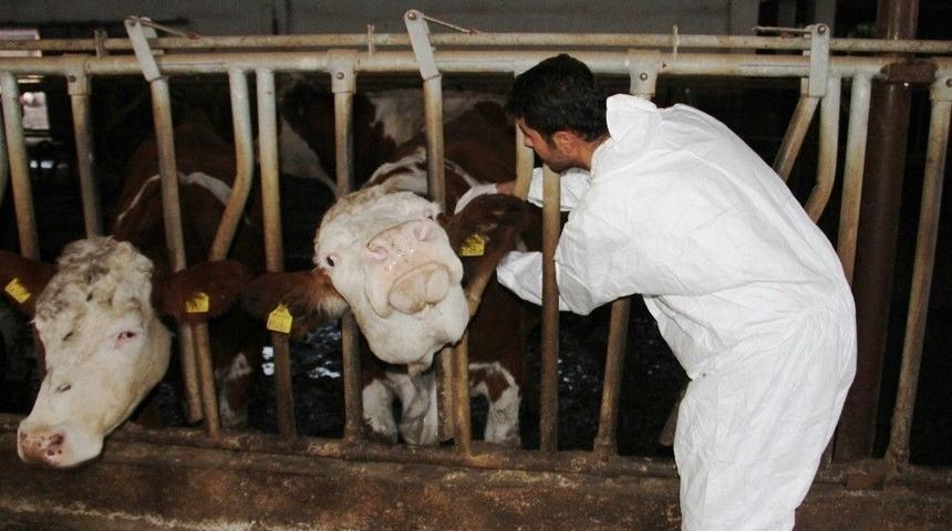 Veterinerlerden 25 Kuruş Tepkisi