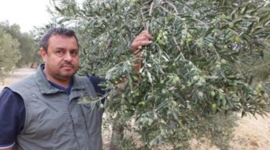 Edremit K&ouml;rfezi&rsquo;nde Zeytin Bolluğu