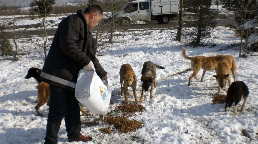 İbb, Sokak Hayvanlarına 199 Noktada Beslenme Desteği Veriyor