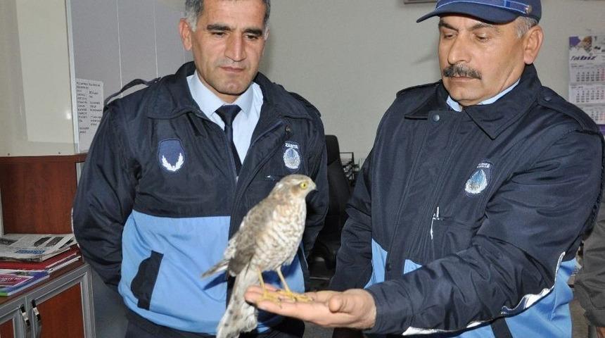 Yaralı Kızıl Şahin Tedavi Edildi