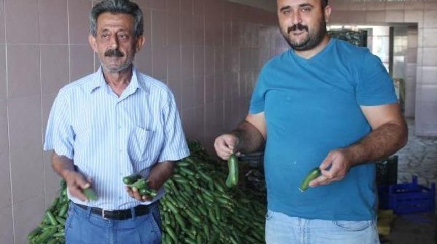 Erkenci Salatalık Y&uuml;z G&uuml;ld&uuml;rmedi