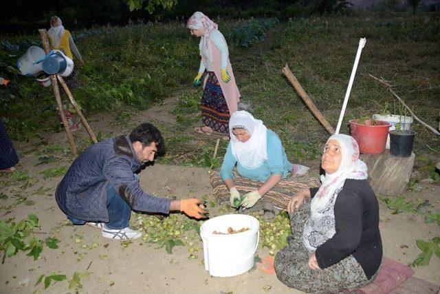 Gevaş’ta Cevizde Hasat Mevsimi Başladı