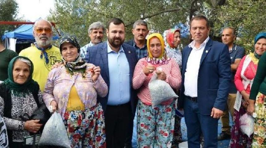 En Fazla Zeytini Topladılar, &Ouml;d&uuml;l&uuml; Kaptılar