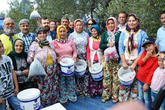 En Fazla Zeytini Topladılar, Ödülü Kaptılar