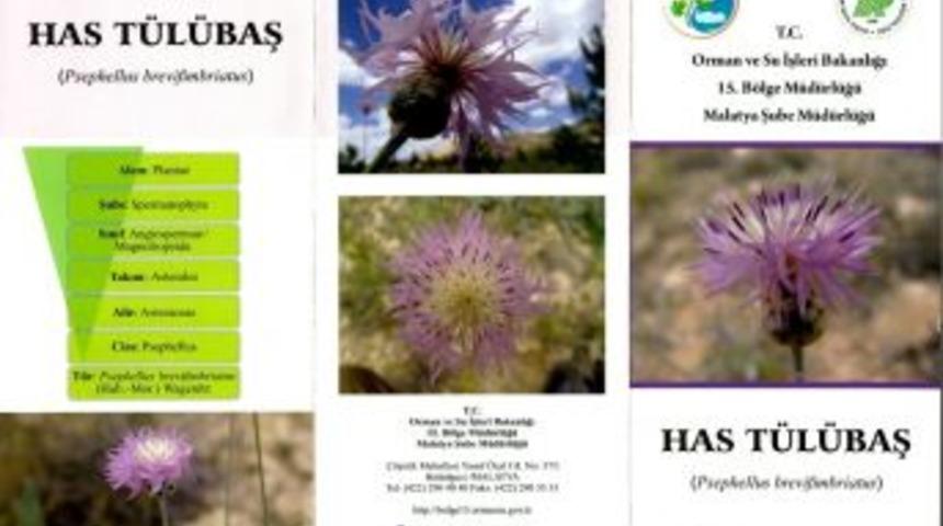 Sadece Darende&rsquo;de Yetişen Has T&uuml;l&uuml;baş Bitkisi İl&ccedil;eye B&uuml;y&uuml;k Katkı Sağlayacak