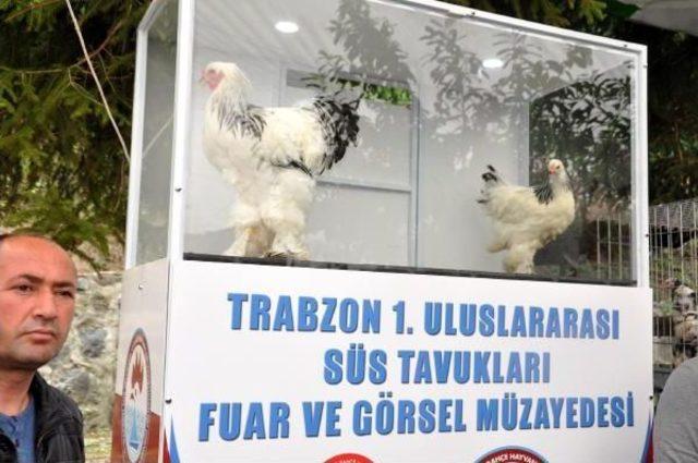 Trabzon'da Otomobil Fiyatına Tavuk Ve Horoz Satıldı