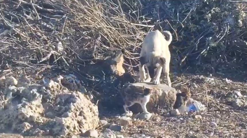Sokak K&ouml;peğinin Kedilerle Dostluğu