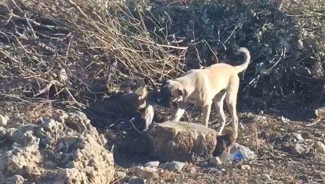 Sokak K&ouml;peğinin Kedilerle Dostluğu 1