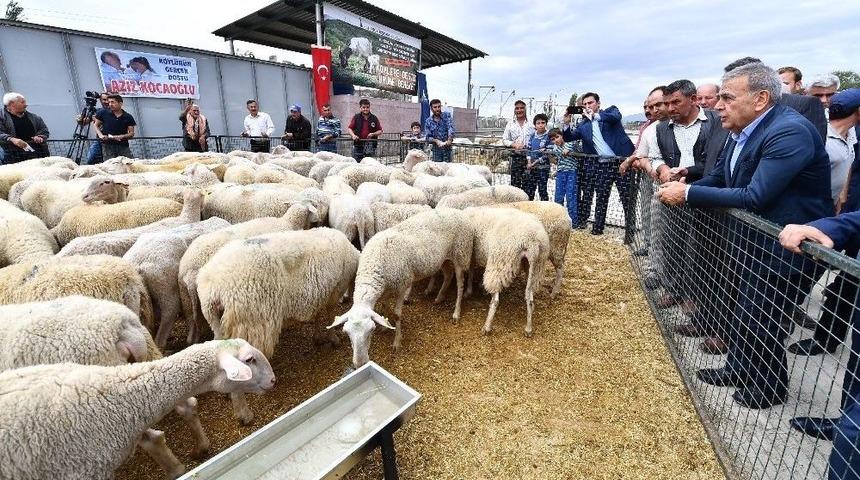 B&uuml;y&uuml;kşehir&rsquo;in Umut S&uuml;r&uuml;s&uuml; B&uuml;y&uuml;yor