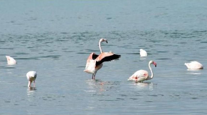 Van&rsquo;Da Flamingo Festivali