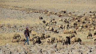 Diyarbakır’da Hayvancılar, 3 Bin Tl’ye Çalışacak Çoban Bulamıyor