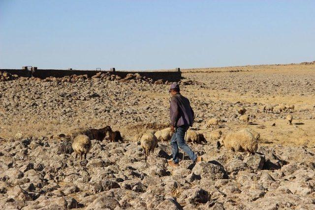 Diyarbakır’da Hayvancılar, 3 Bin Tl’ye Çalışacak Çoban Bulamıyor