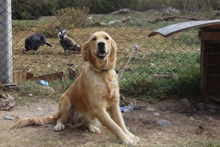 Fetö/pdy’ye Ait Demirbaşlar İhale İle Satılıyor G1