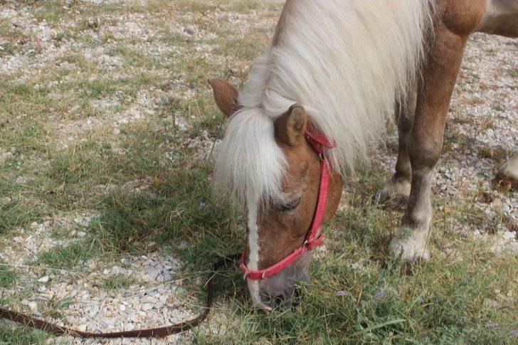 Fetö/pdy’ye Ait Demirbaşlar İhale İle Satılıyor G4