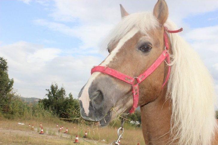 Fetö/pdy’ye Ait Demirbaşlar İhale İle Satılıyor G5