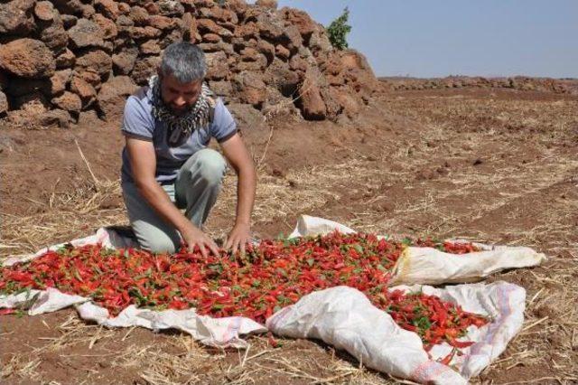 Kurutulmak Üzere Serilen 5 Ton Biber Çalındı