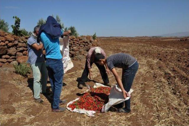 Kurutulmak Üzere Serilen 5 Ton Biber Çalındı