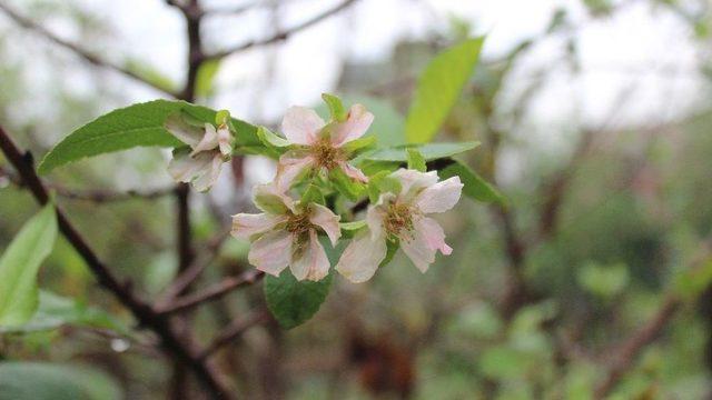 (özel Haber) Vişne Ağacı Ekim Ayında Çiçek Açtı