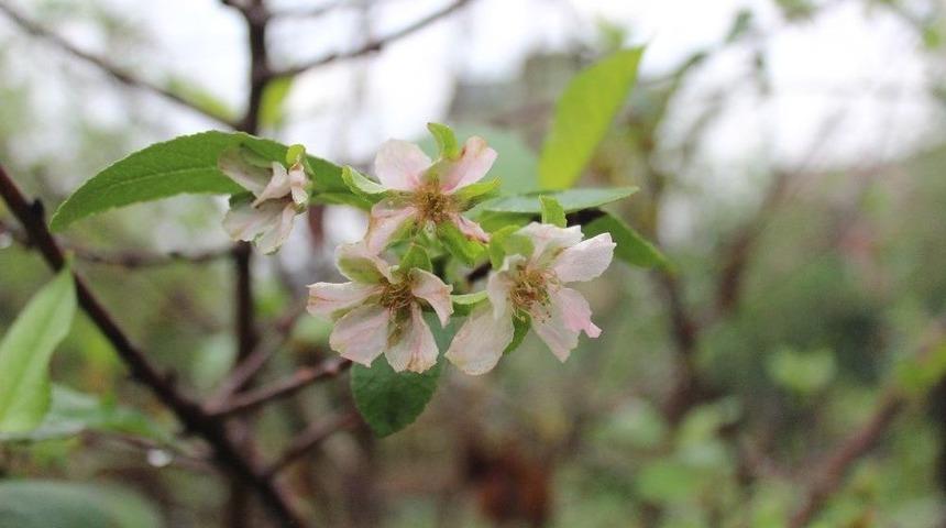 (&ouml;zel Haber) Vişne Ağacı Ekim Ayında &Ccedil;i&ccedil;ek A&ccedil;tı
