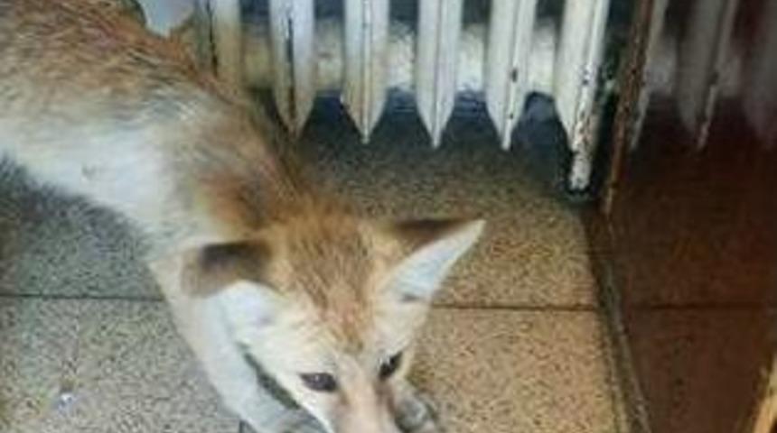 Karayolları 126. Şube Şefliğinin Davetsiz Misafiri Tilki