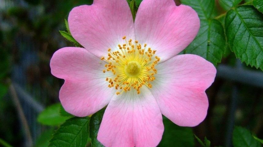 Zengin C Vitamini Deposu, Kuşburnu