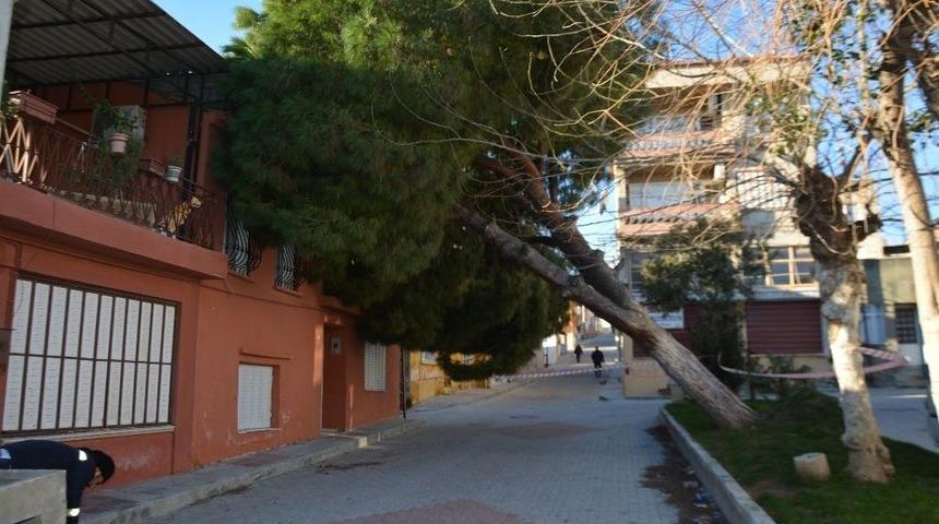 S&ouml;ke&rsquo;de Fırtına &Ccedil;am Ağacını Yerinden S&ouml;kt&uuml;