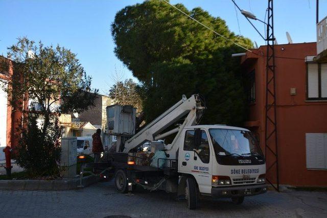 Söke’de Fırtına Çam Ağacını Yerinden Söktü