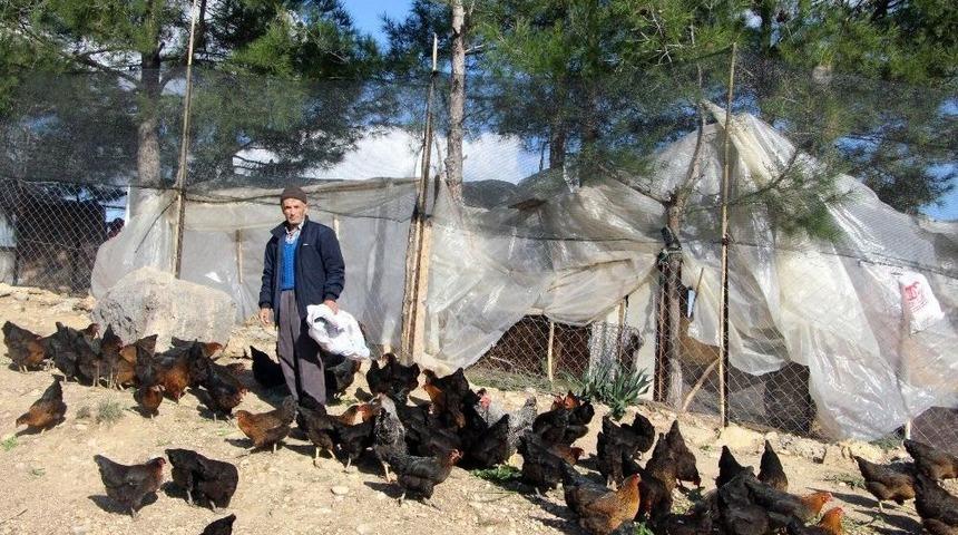 Son Maaşı İle 100 Tavuk Alıp &Ccedil;iftlik Kurdu, Talebe Yetişemiyor