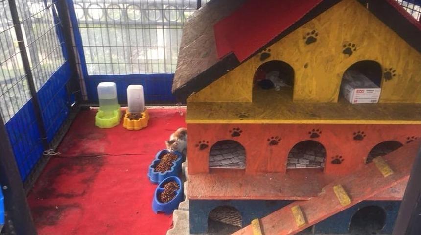 Avcılar&rsquo;da Kış Şartlarında Sokak Hayvanları Unutulmadı