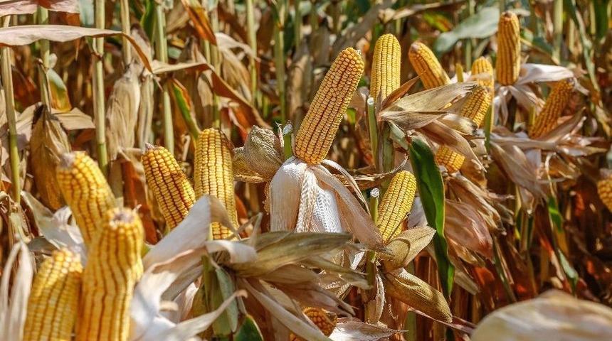 May Tohum&rsquo;un 75may75 Mısır &Ccedil;eşidine Avrupa Birliği&rsquo;nden Tescil Onayı