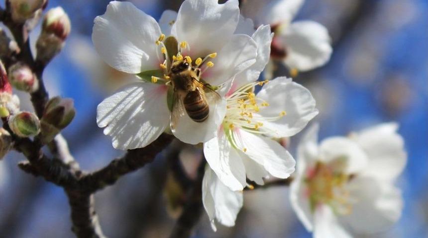 Dat&ccedil;a&rsquo;da &lsquo;badem &Ccedil;i&ccedil;eği&rsquo; Festivali