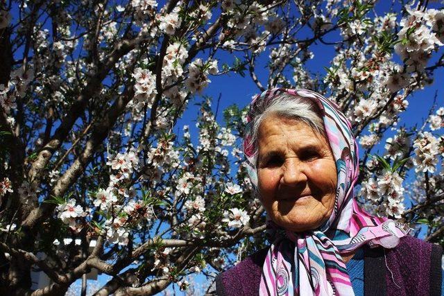 Datça’da ‘badem Çiçeği’ Festivali