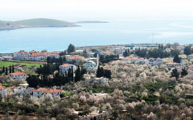 Datça’da ‘badem Çiçeği’ Festivali