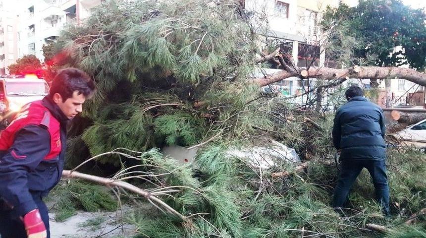 Seyir Halindeki Aracın &Uuml;st&uuml;ne Ağa&ccedil; Devrildi