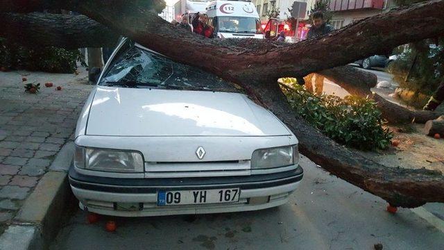 Seyir Halindeki Aracın Üstüne Ağaç Devrildi