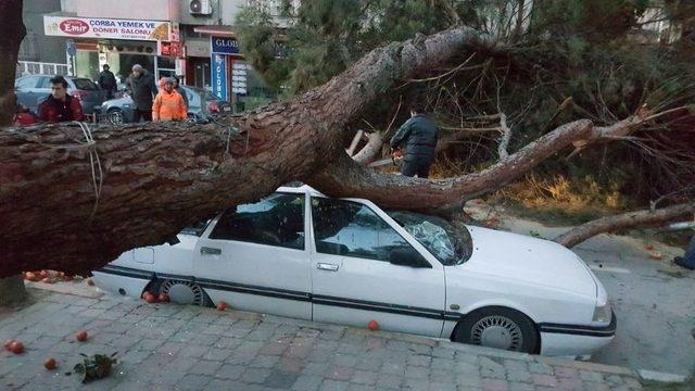 Seyir Halindeki Aracın Üstüne Ağaç Devrildi