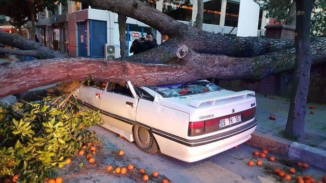 Seyir Halindeki Aracın Üstüne Ağaç Devrildi