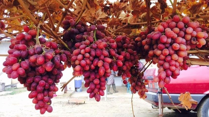 Kışın Ortasında Dalından &Uuml;z&uuml;m Keyfi