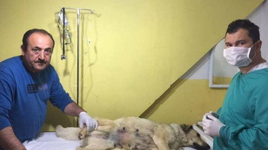 Yaralı K&ouml;peğe İlk M&uuml;dahale