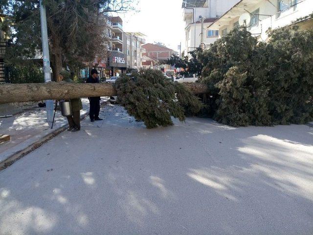 Denizli’de Fırtına Ağaçları Yerinden Söktü, İşyerlerinin Tentelerini Devirdi