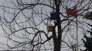 Batman’da Ağaçlara Kuş Yuvaları Konuldu