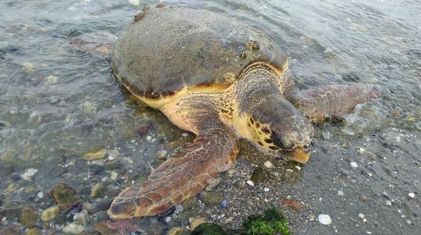 &Ccedil;anakkale&rsquo;de Sahile Caretta Caretta Vurdu