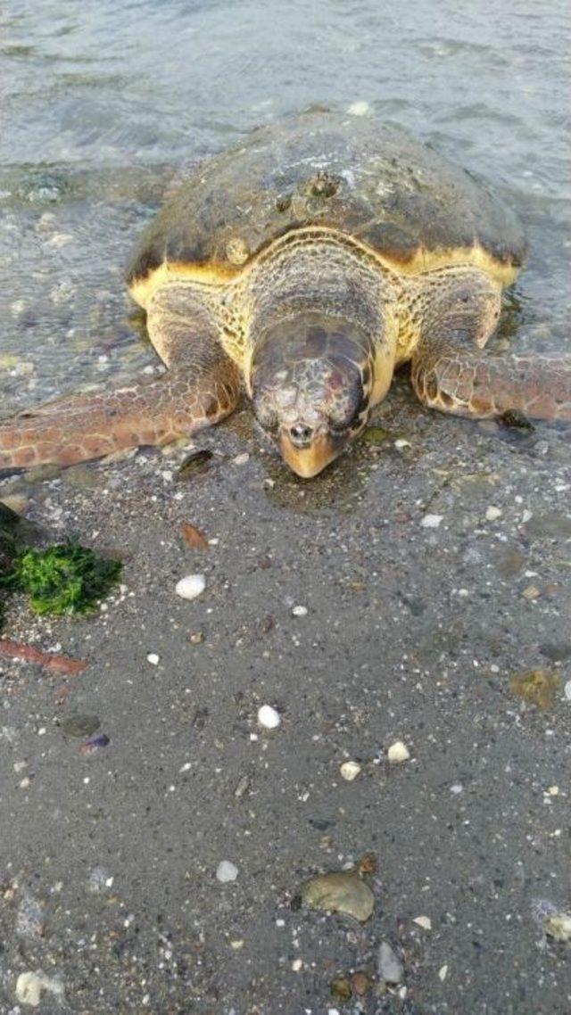 Çanakkale’de Sahile Caretta Caretta Vurdu