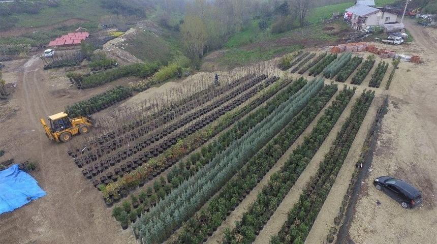 Başiskele Belediyesi Kendi Fidanlarını Yetiştiriyor