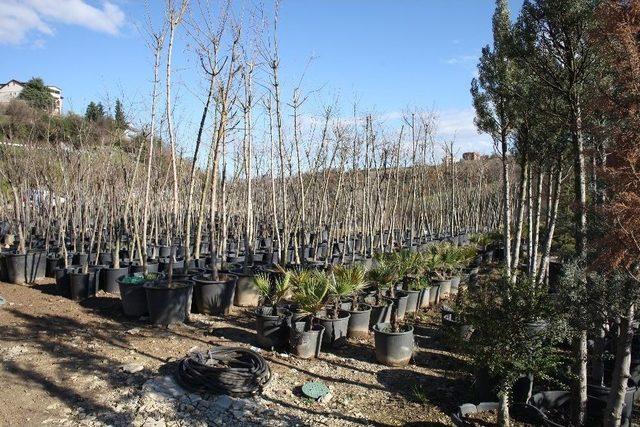 Başiskele Belediyesi Kendi Fidanlarını Yetiştiriyor