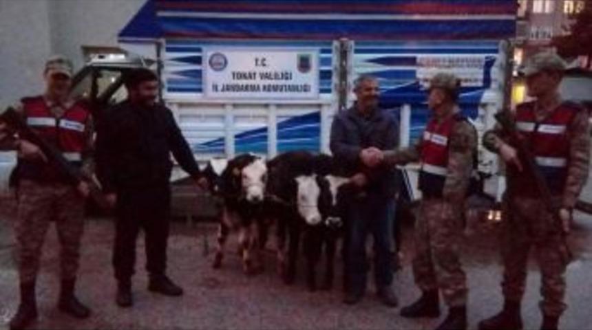 Tokat’tan Çalınan Büyükbaş Hayvanlar Amasya’da Bulundu