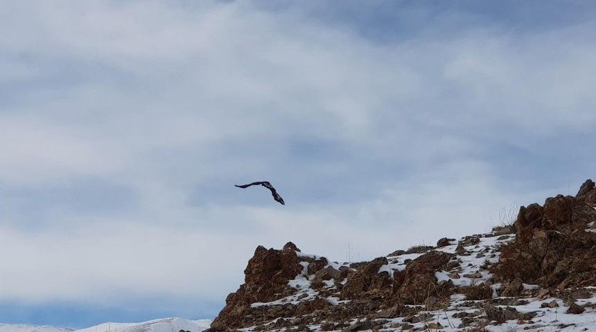 Tedavileri Tamamlanan Yırtıcı Kuşlar &Ouml;zg&uuml;rl&uuml;ğe Kanat &Ccedil;ırptı